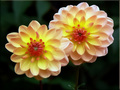 Dahlia Blooms