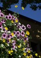 Hanging Basket of Color