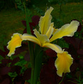tall iris