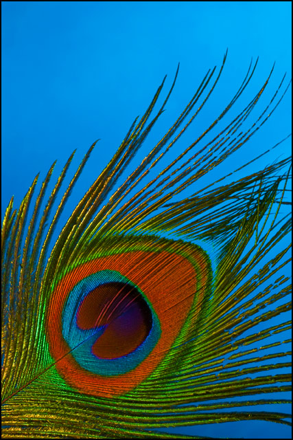 Feather
