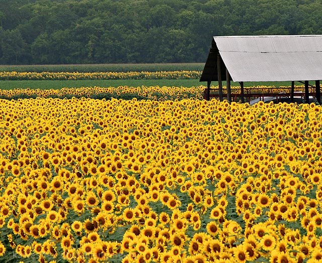 Fields of Gold