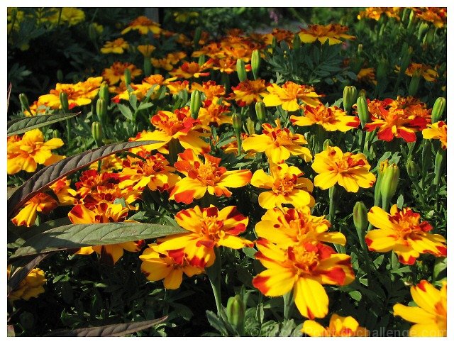 Summer's Burst