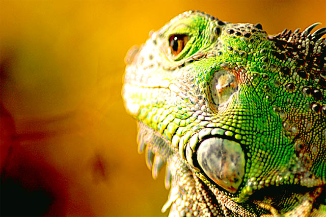 Iguana