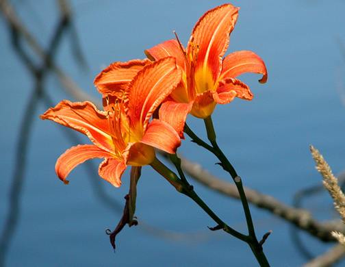 Tiger Lillies