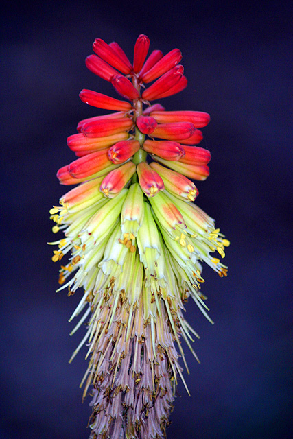 Firecracker flower is ready for July 4th.