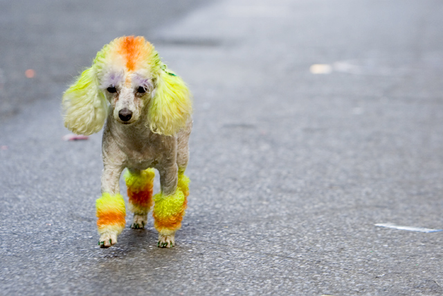 Strutting the Sidewalk - Gay Pride Parade - New York City