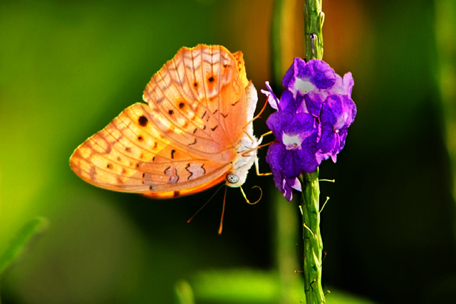 Wild Butterfly