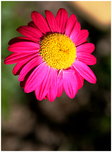 Pink Beauty