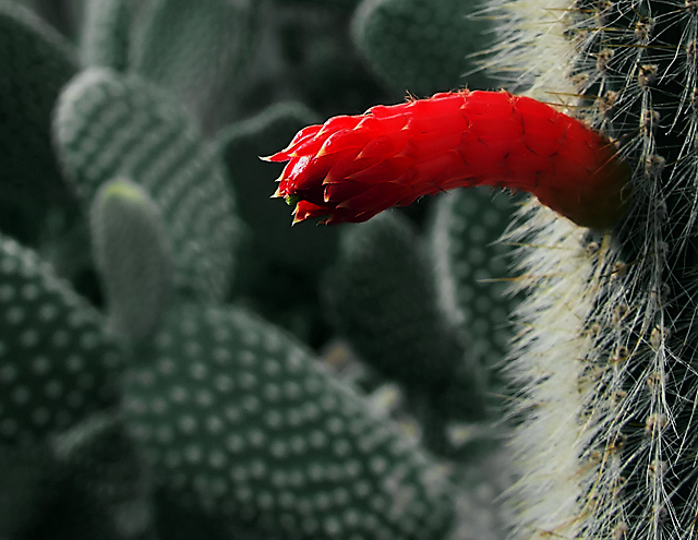 Phallic Cactus