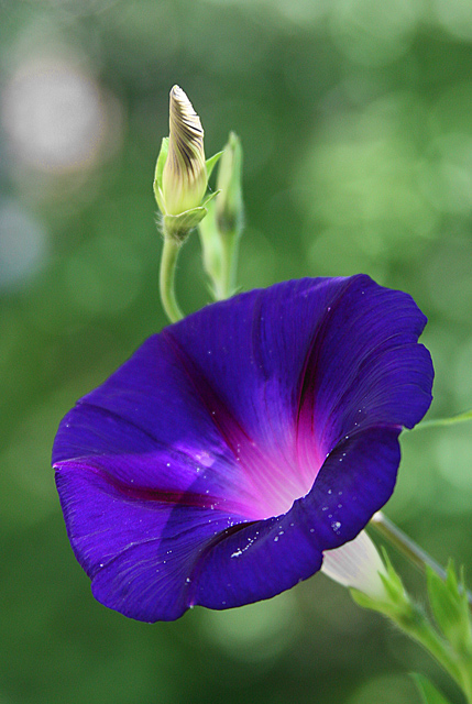 Morning Glory