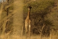Window'ed Girraff