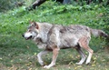 Lone Wolf