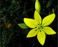 only one to bloom