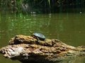 Sunbathing Alone