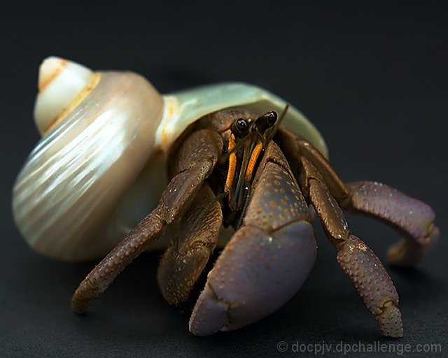 Strictly Single Accomodation(Hermit Crab)