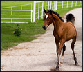 Arabian Colt