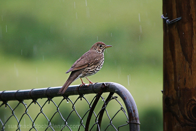 Watched the rain fall