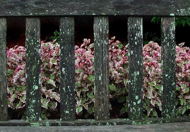 My Favorite Bench