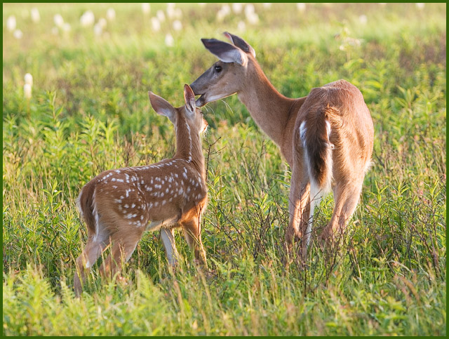 Don't look now, but they think they're sneaking up on us!