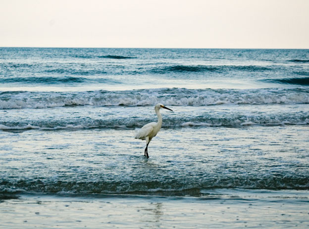 the Egret in the Sea 