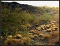 Desert Sunrise