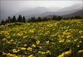 ** A   Land  Scape **