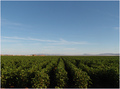 "Farmland"