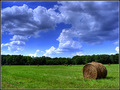 The Hay Pasture