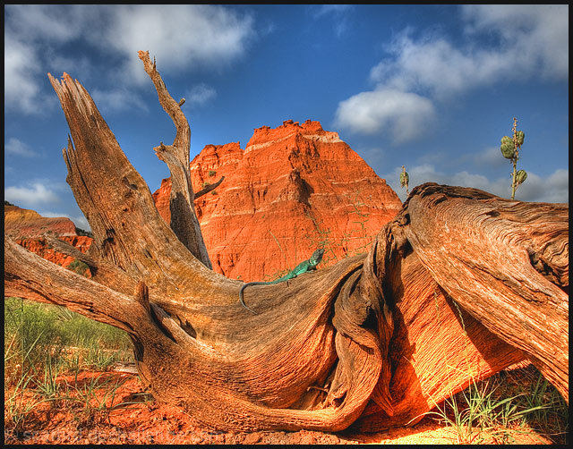 Greetings from the Floor of Palo Duro Canyon