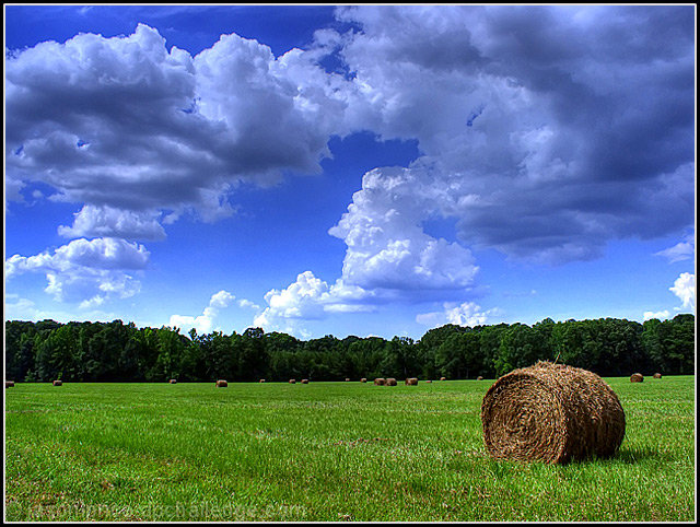 The Hay Pasture