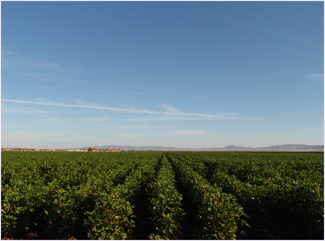 "Farmland"