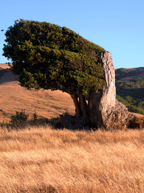 Rock and Tree
