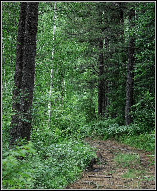 Northern Forest Backroad