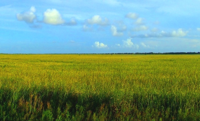 Florida Grasslands