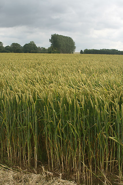 Wheat field