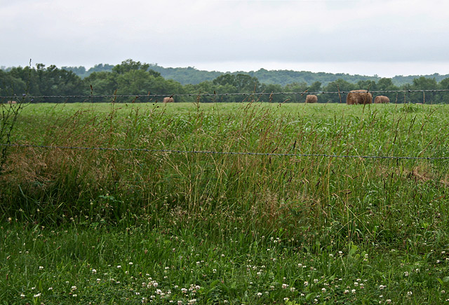 Pasture on a Rainy Afternoon