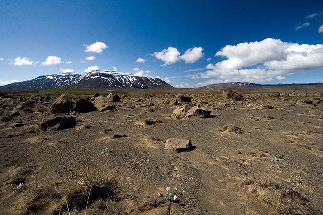 Highland desert