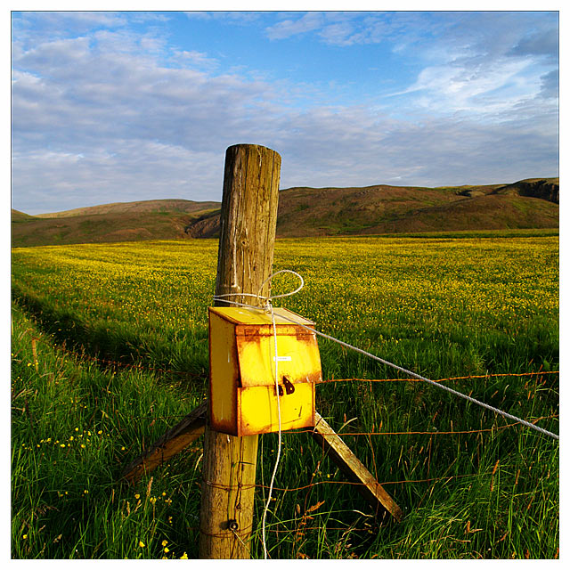 Fields Of Gold
