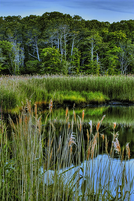 Twilight Pond