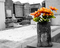 Life in a City of the Dead