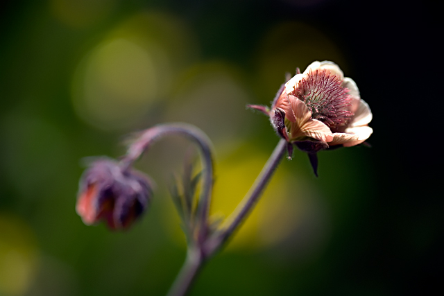 Geum rivale