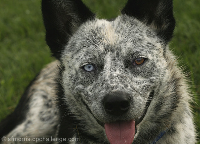 Blue or brown eyed dog