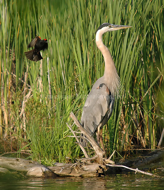 Hostile vs Peaceful (attack of the red winged black bird)