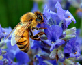 Nature Study in Blue and Gold