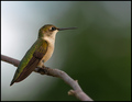 Ruby-Throated Hummingbird