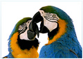 Cracker Heads
