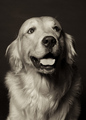 Happy Dog