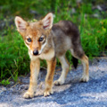 Wolf Pup (in the wild)