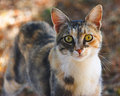 Courage to be Free... (portrait of a stray)