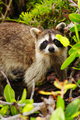 Racoon in Mangroves
